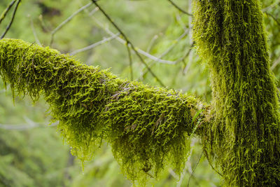 Close-up of moss growing on tree