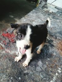 High angle portrait of dog