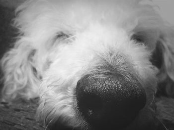 Close-up of dog