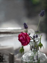 Close-up of pink rose blooming outdoors