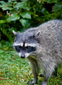Close-up portrait of a raccoon