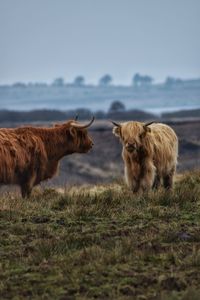 Highland cattle