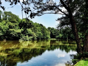 Reflection of trees in water