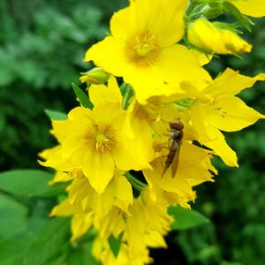 Close-up of bee on yellow flower