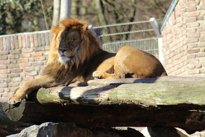 Cat resting in a zoo