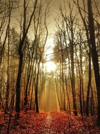 Sun shining through trees in forest