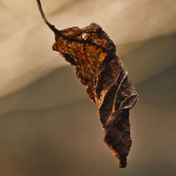 Close-up of dried leaf on twig