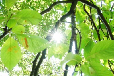 Low angle view of trees against sunlight