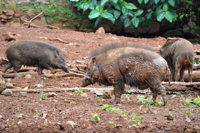 In this photo there are three herd of wild boars