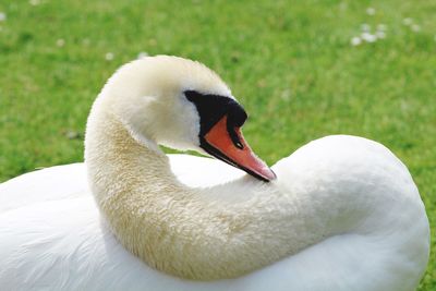 Close-up of swan