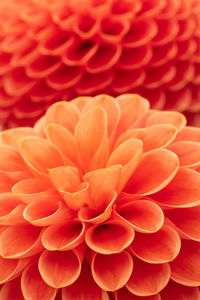 Full frame shot of orange dahlia