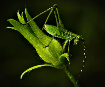 Close-up of insect on leaf