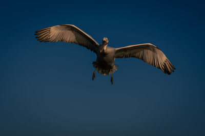 Low angle view of bird flying against clear sky