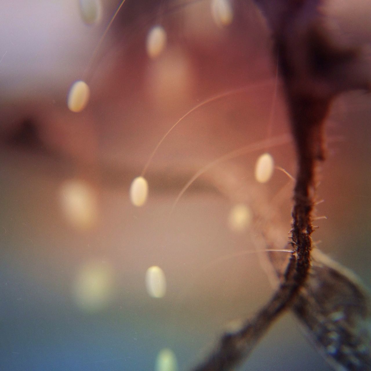 focus on foreground, close-up, selective focus, illuminated, drop, defocused, water, nature, wet, no people, lens flare, night, spider web, outdoors, season, lighting equipment, pattern, branch, weather