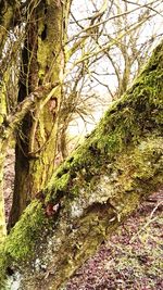 Trees growing in forest