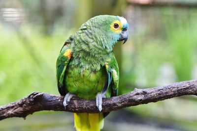 Close-up of parrot perching on branch