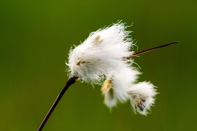 Close-up of cotton grass on stem