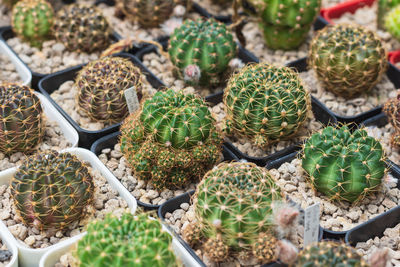 Full frame shot of succulent plants