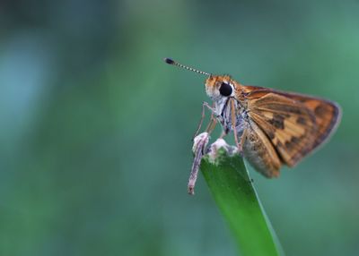 Buutterfly pollinating in indonesia