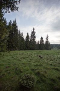 Cows grazing in a field