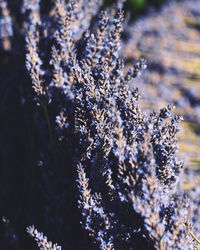 Close-up of frost on tree