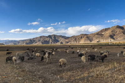 Flock of sheep in a field