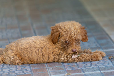 Close-up of a dog sitting on floor