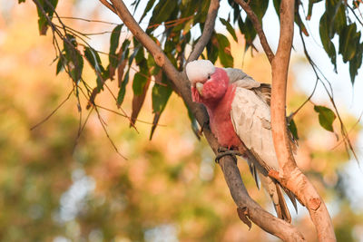 Low angle view of bird perching on branch