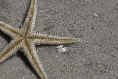 High angle view of starfish on sand