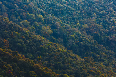 High angle view of trees in forest