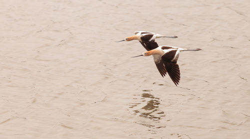 Birds flying over lake