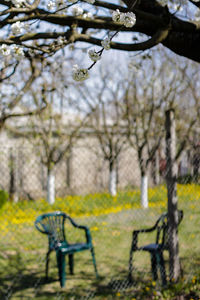 View of cherry blossom from park