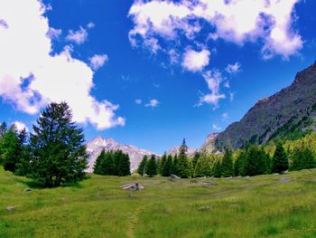 Scenic view of pine trees against sky