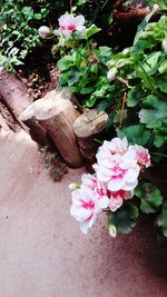 Close-up of pink flowers