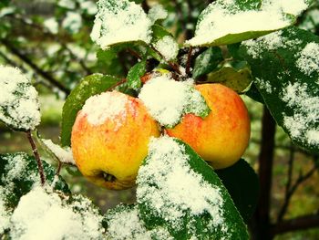 Close-up of fruits on tree during winter