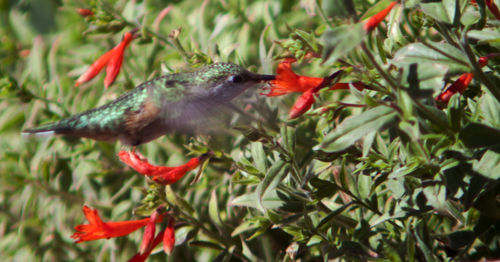 Close-up of red bird on plant