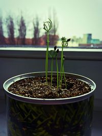 Close-up of flower pot on window sill