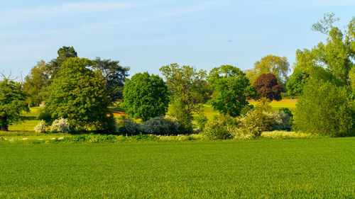 Trees on field against sky