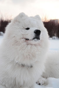 Close-up of a dog in snow