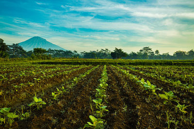 Scenic view of agricultural field against sky