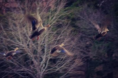 Bird flying over the water