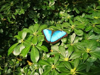 High angle view of butterfly on flower