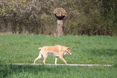 Dog walking in a field