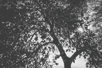 Low angle view of trees against sky