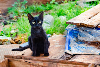 Portrait of cat sitting on wood