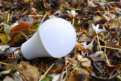 High angle view of dry leaves on field