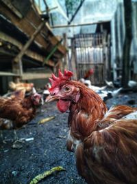 Rooster in a farm