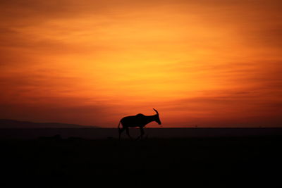 Silhouette horse on landscape against orange sky