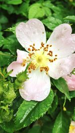 Close-up of white flowers