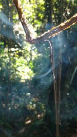 Close-up of tree branch in forest